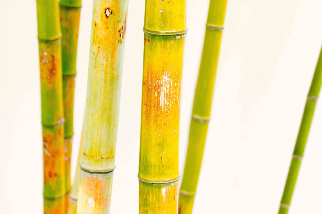 Bamboo vs. Plastic Why is bamboo better? Zero Waste